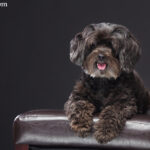 Schnoodle (Sznauceropudel)
