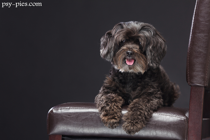Schnoodle (Sznauceropudel)