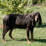 Black and Tan Coonhound