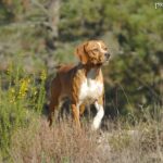 Wyżeł portugalski (Portuguese Pointer)