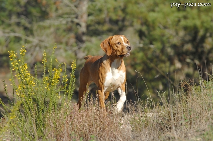 Wyżeł portugalski (Portuguese Pointer)