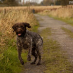 Gryfon Korthalsa (Wirehaired Pointing Griffon)