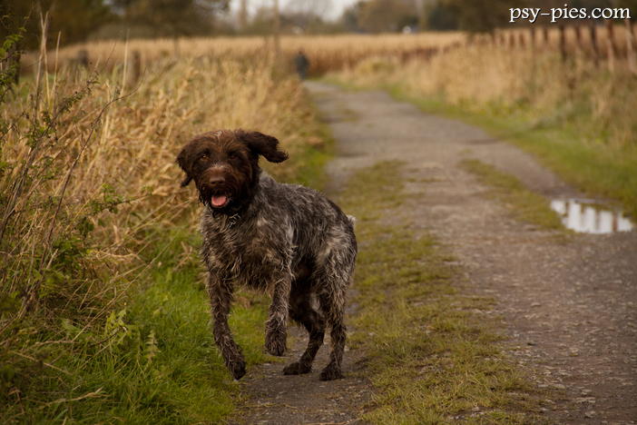 Gryfon Korthalsa (Wirehaired Pointing Griffon)