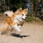 Islandzki szpic pasterski (Icelandic Sheepdog)