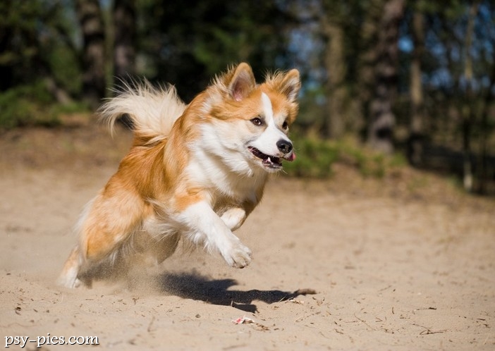 Islandzki szpic pasterski (Icelandic Sheepdog)