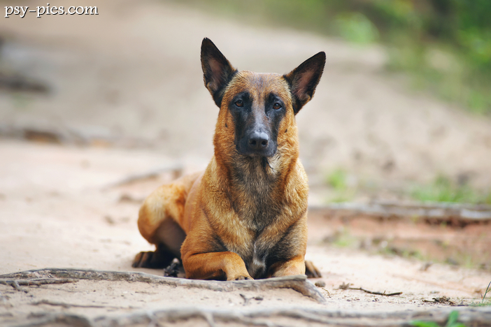 Malinois Andi pies pracujący w Służbach Celnych