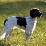 Spaniel francuski (Epagneul Francais)