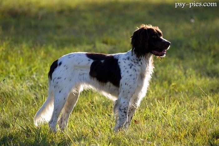 Spaniel francuski (Epagneul Francais)