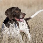Wyżeł duński (Gammel Dansk Honsehund)