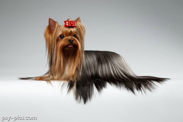 Yorkshire terrier