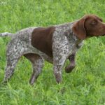 Wyżeł pirenejski (Braque Francais type Pyrenees petite taille)