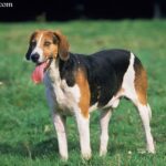 Foxhound angielski (English Foxhound)