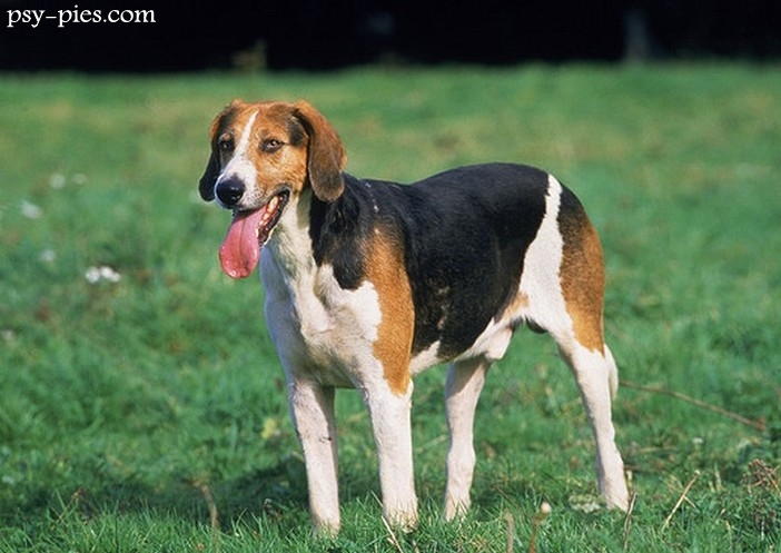 Foxhound angielski (English Foxhound)