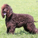 Irlandzki spaniel wodny (Irish Water Spaniel)