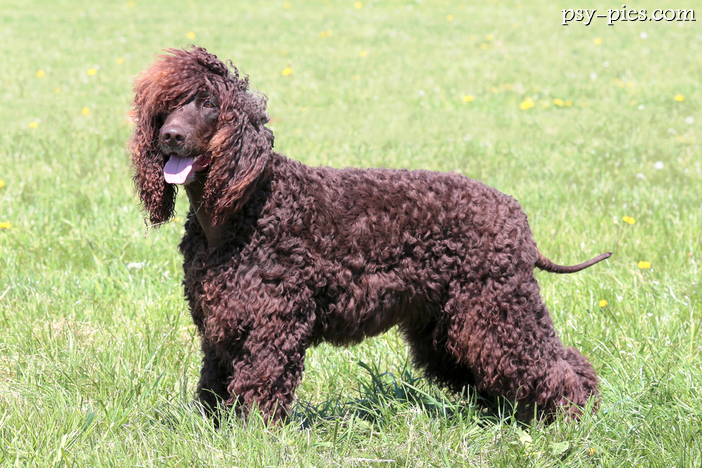 Irlandzki spaniel wodny (Irish Water Spaniel)