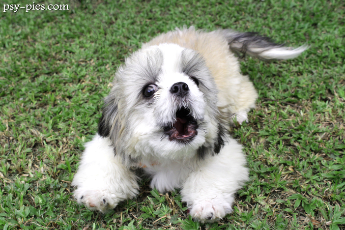 Dlaczego shih tzu jest agresywny?
