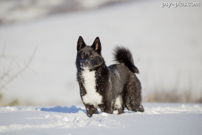 Łajka rosyjsko-europejska (Karelian Bear Laika)