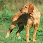 Gończy bretoński (Griffon Fauve de Bretagne)