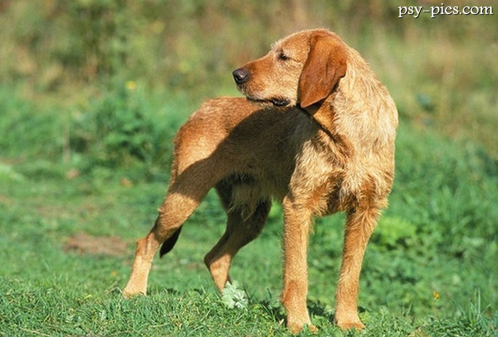 Gończy bretoński (Griffon Fauve de Bretagne)
