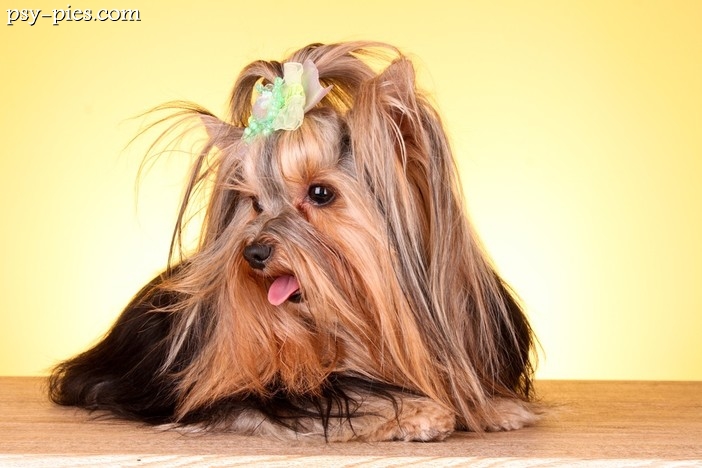 Poród u suki rasy Yorkshire Terrier