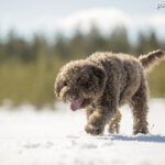 Lagotto Romagnolo (Romański pies dowodny)
