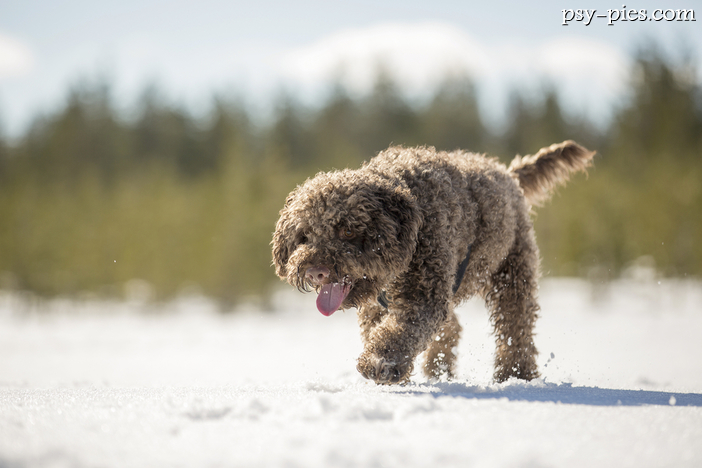 Lagotto Romagnolo (Romański pies dowodny)