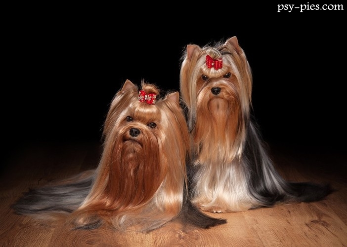 Yorki charakterystyka rasy