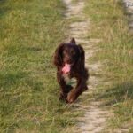 Polski spaniel myśliwski