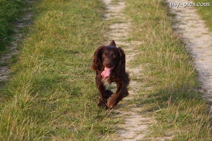 Polski spaniel myśliwski