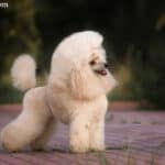 Pudel miniaturowy
