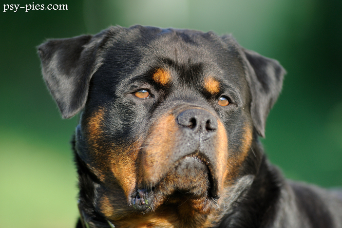Rottweiler pies nie dla wszystkich
