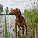 Gończy białoruski (Belaruski Gonchak Hound)