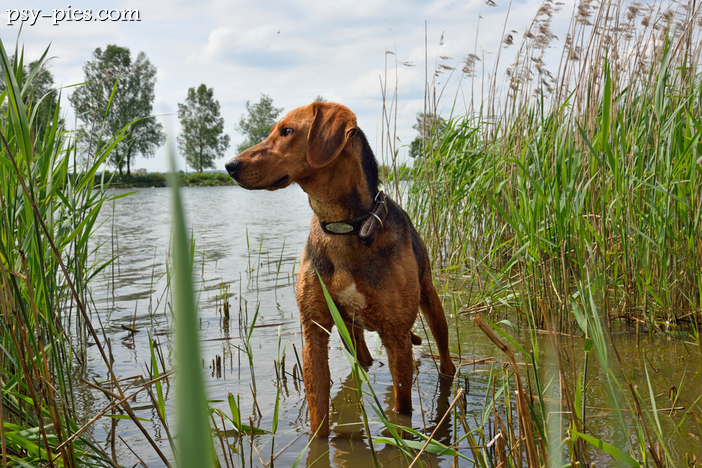 Gończy białoruski (Belaruski Gonchak Hound)