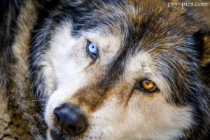 Wilczak (ang. wolf-dog)