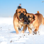 Boerboel (South african mastiff)