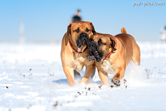 Boerboel (South african mastiff)
