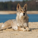 Tamaskan (Tamaskan husky)