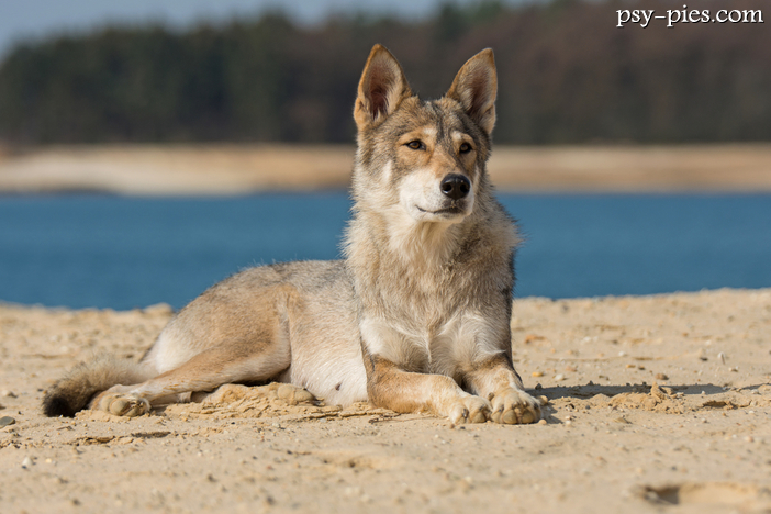 Tamaskan (Tamaskan husky)