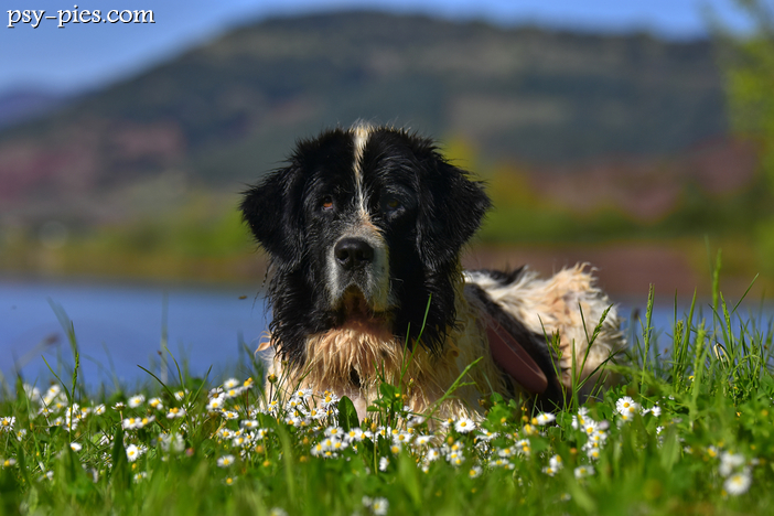 Dla kogo Landseer?
