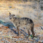 Chart szkocki (Deerhound)