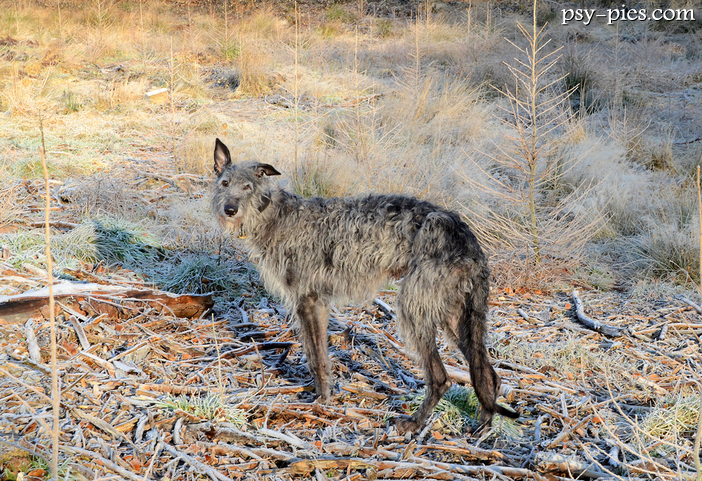 Chart szkocki (Deerhound)