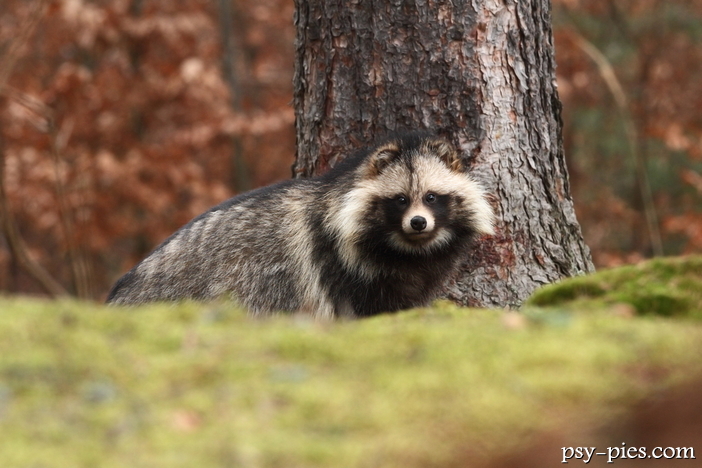 Jenot (Nyctereutes procyonoides)