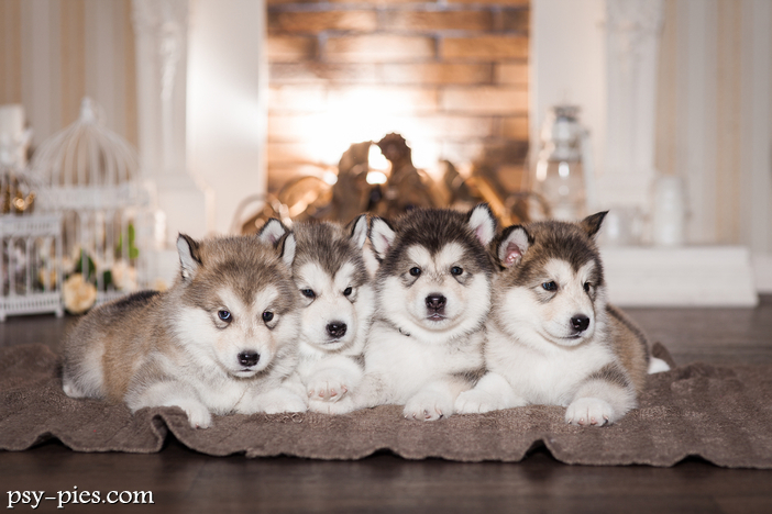 Karmienie szczeniaków Alaskan malamute