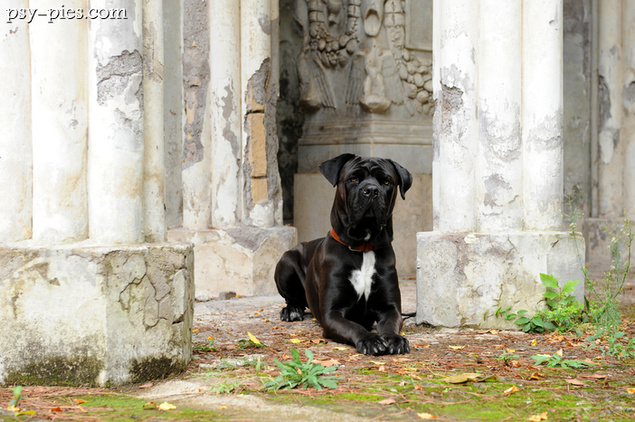 Mastify (ang. mastiff)
