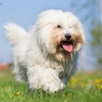 Coton de Tulear (Coton, Cotie)