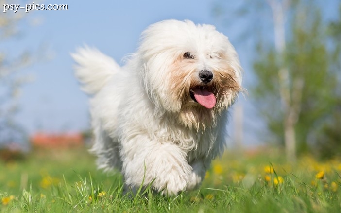 Coton de Tulear (Coton, Cotie)