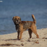 Border Terrier