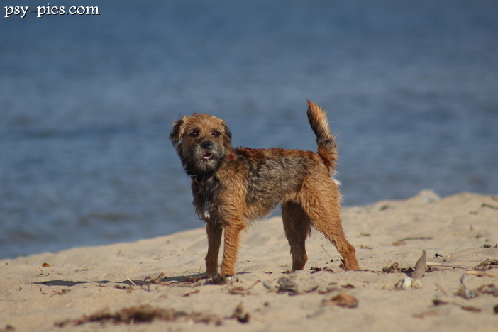 Border Terrier