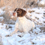 Wyżeł gaskoński (French Pointing Dog Gascogne type)
