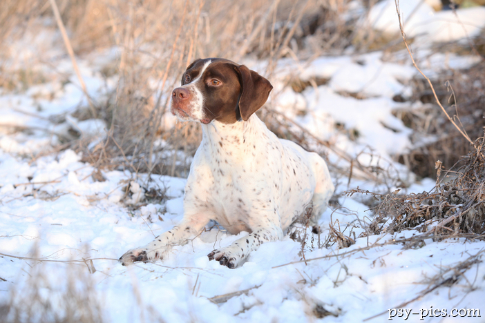 Wyżeł gaskoński (French Pointing Dog Gascogne type)